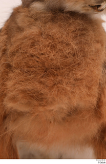 Hare  1 chest fur 0001.jpg